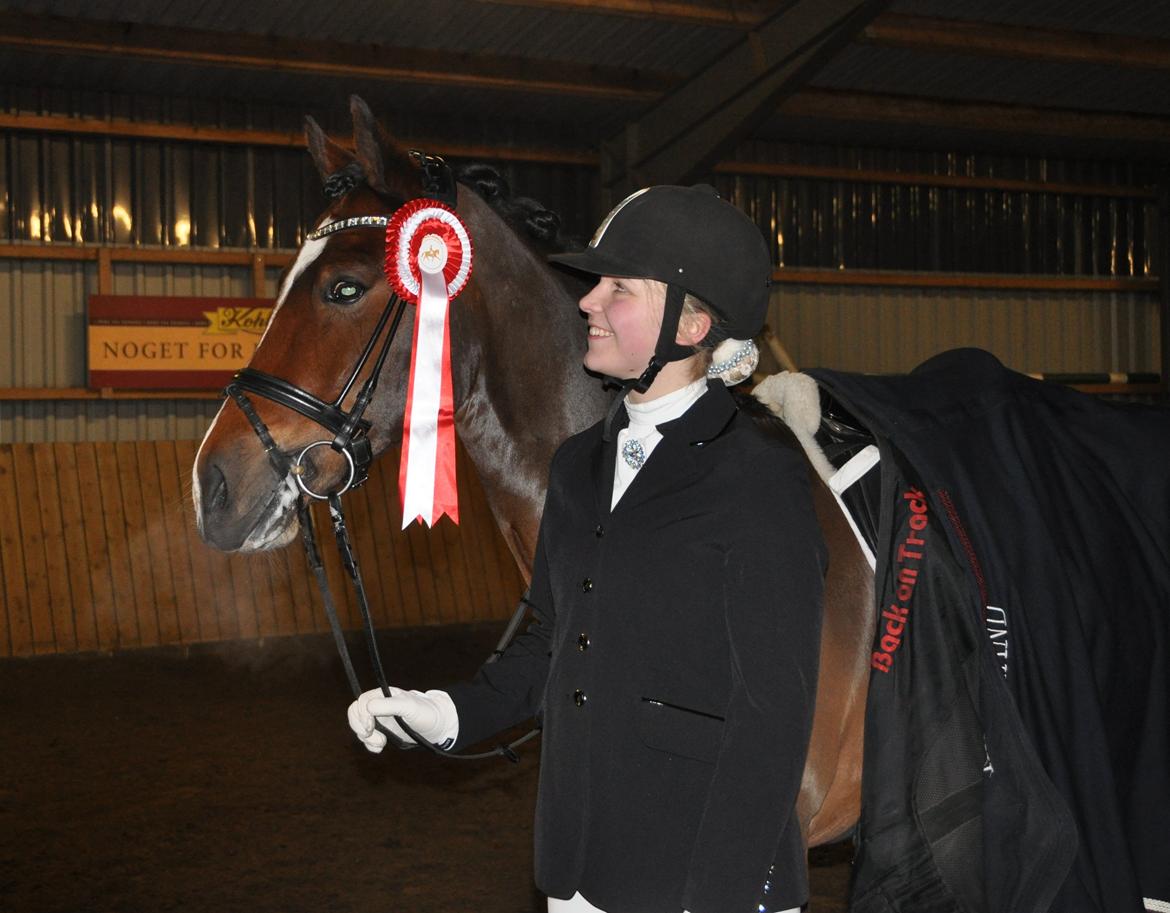 Welsh Cob (sec D) Lindbergs Milton B-PONY - debut i LA5 1.plads billede 4