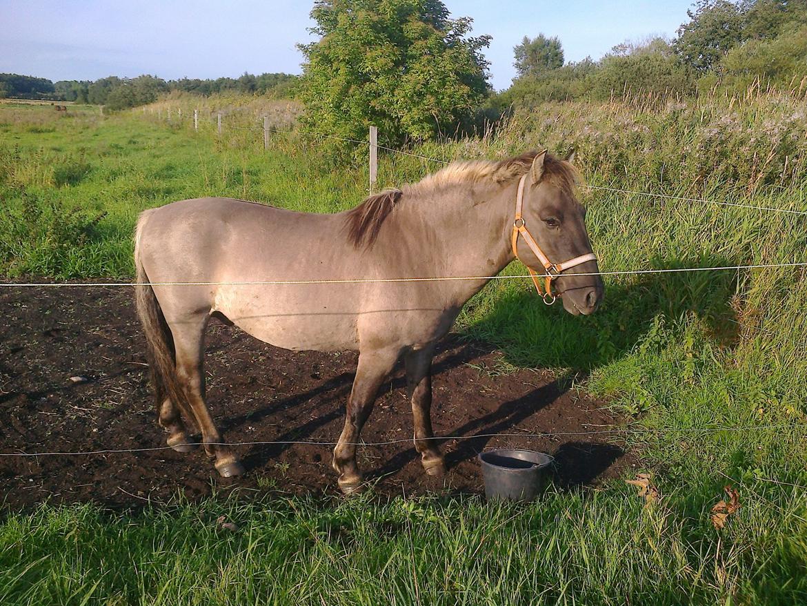 Konik Polski Taran - juli 2013 billede 23