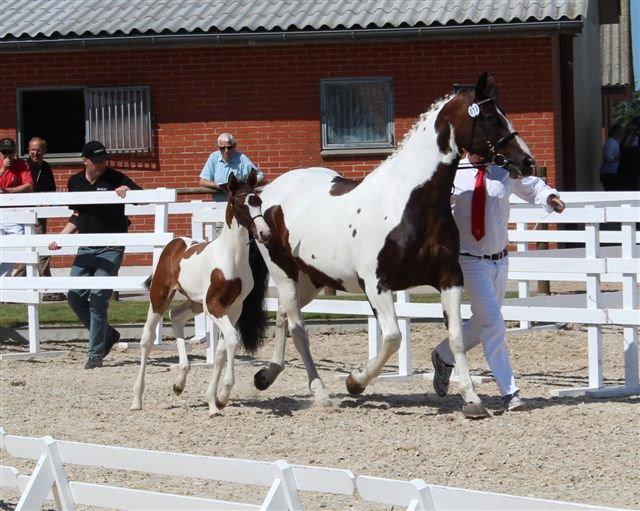 Dansk Varmblod Hedens Fit For Fight billede 4