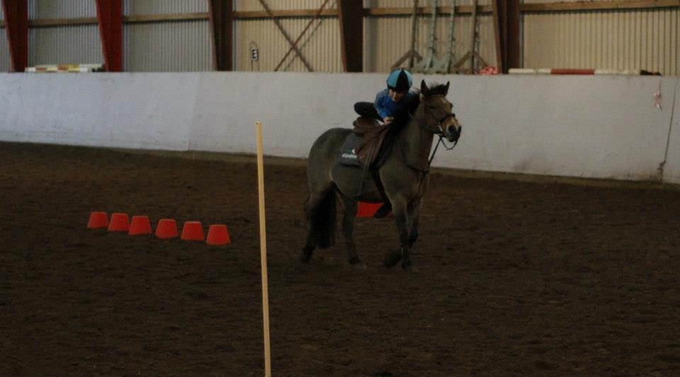 Hollandsk Sportspony Jasmijn - ophop billede 15