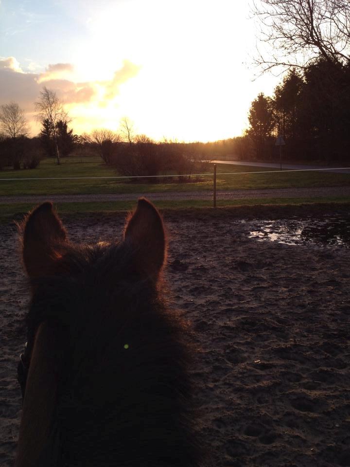 Hollandsk Sportspony Jasmijn billede 35