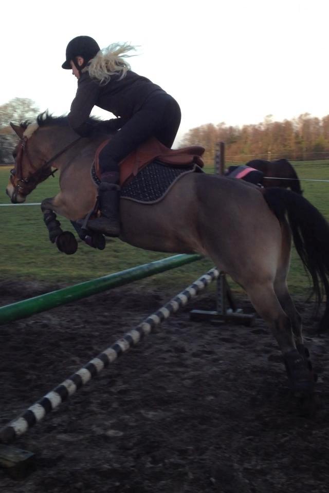 Hollandsk Sportspony Jasmijn billede 31