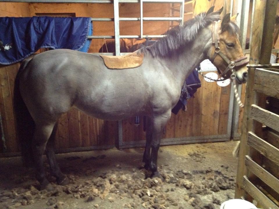 Hollandsk Sportspony Jasmijn billede 33