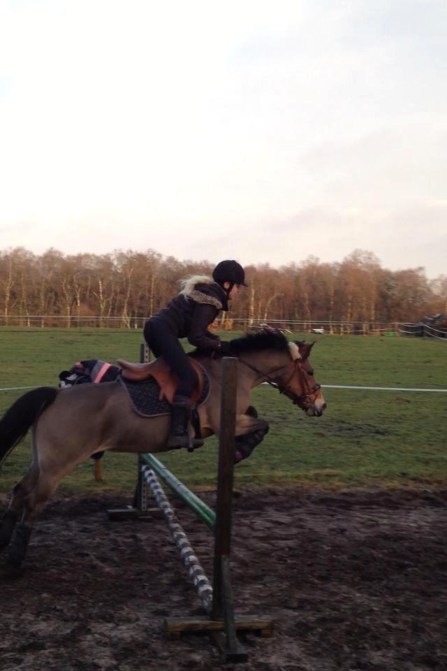 Hollandsk Sportspony Jasmijn billede 19