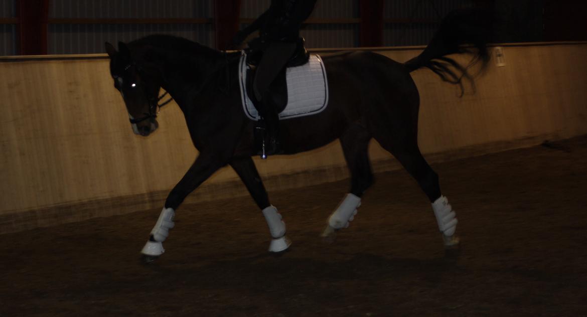 Dansk Varmblod Frydenssangs Altesse billede 6