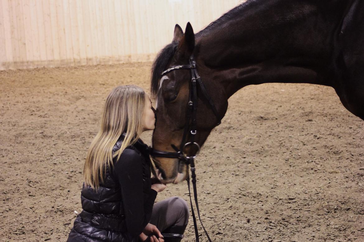 Dansk Varmblod Frydenssangs Altesse billede 7