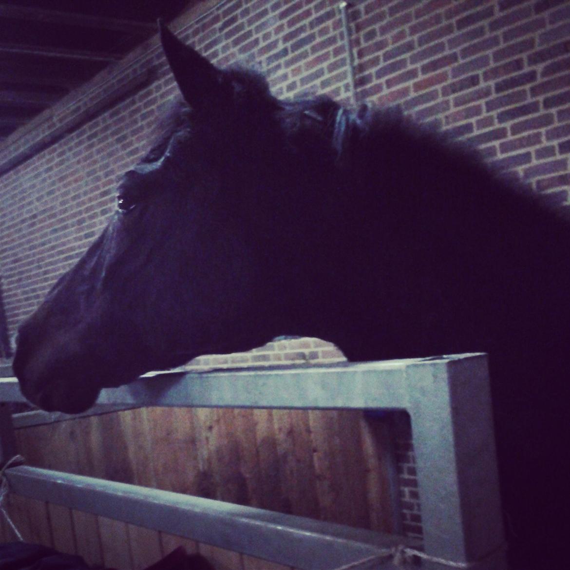 Anden særlig race Dalbæks Power girl. - Power i stalden:) billede 4