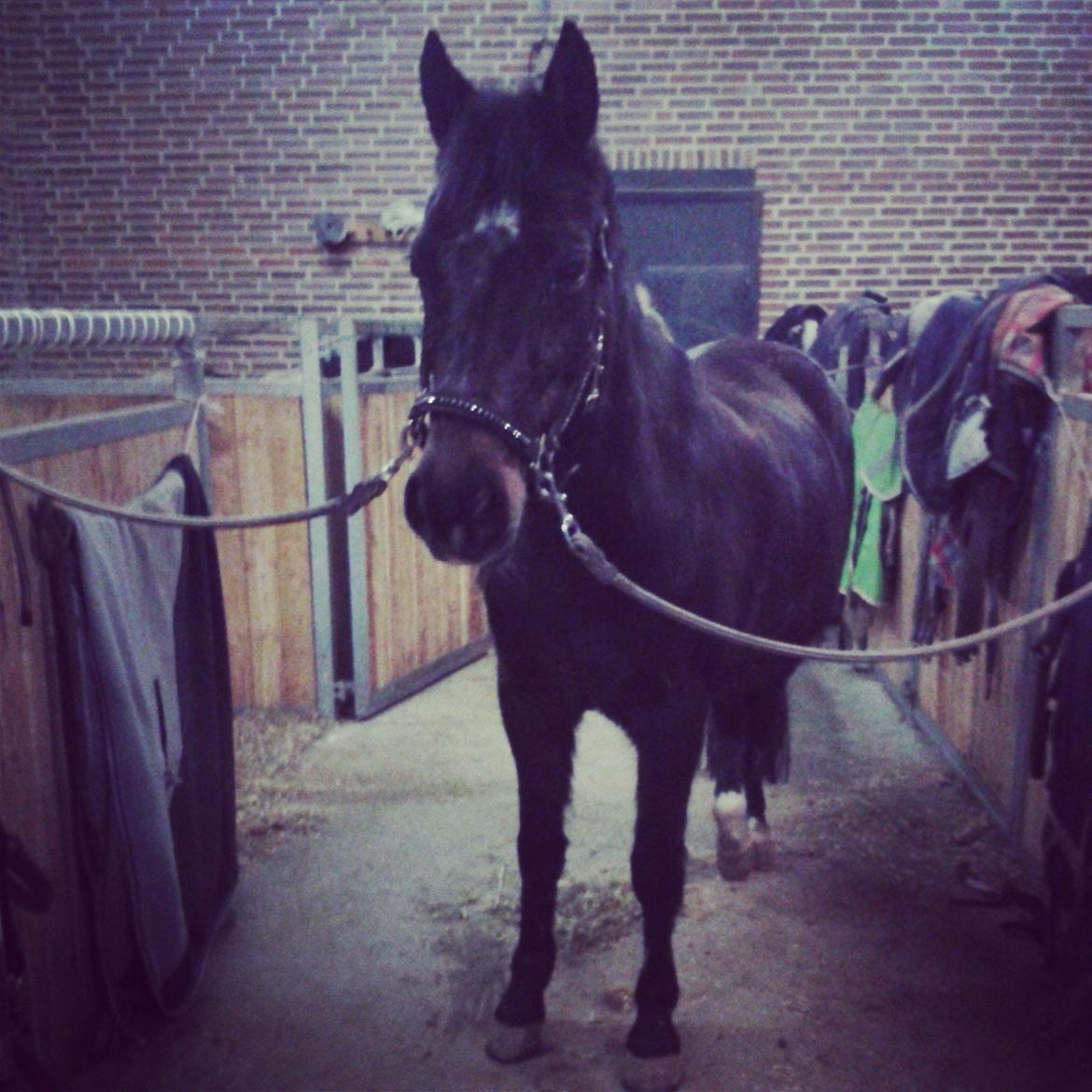 Anden særlig race Dalbæks Power girl. - Nussehoved!<3 billede 5