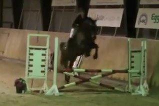 Holstener Jarl - Stævne Hedensted 2013. billede 13