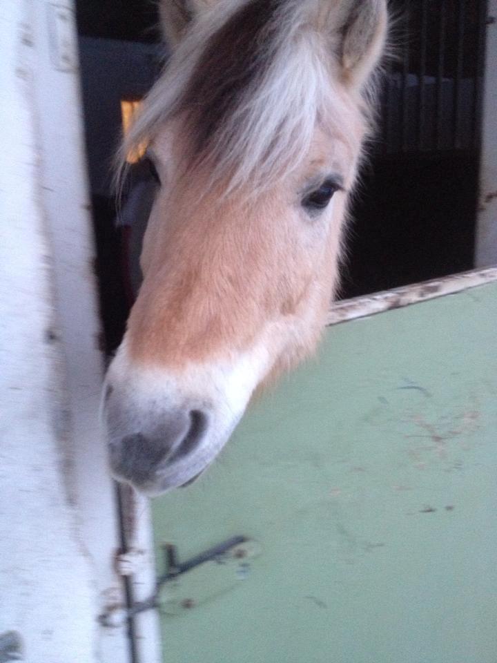 Fjordhest Bubber (Tidl. Part <3) billede 2