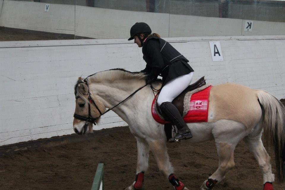 Fjordhest Bubber (Tidl. Part <3) billede 9