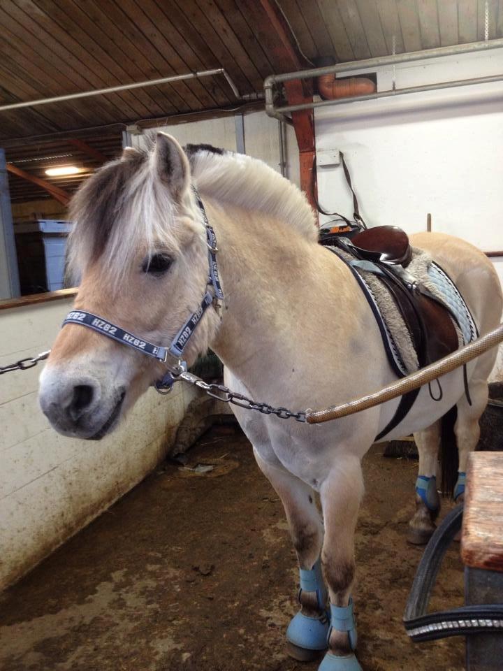 Fjordhest Bubber (Tidl. Part <3) billede 18