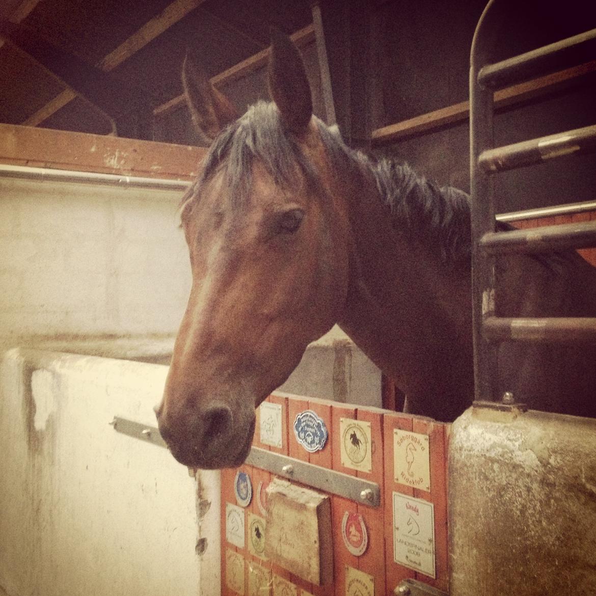 Holstener Aloa Lyngriis billede 14