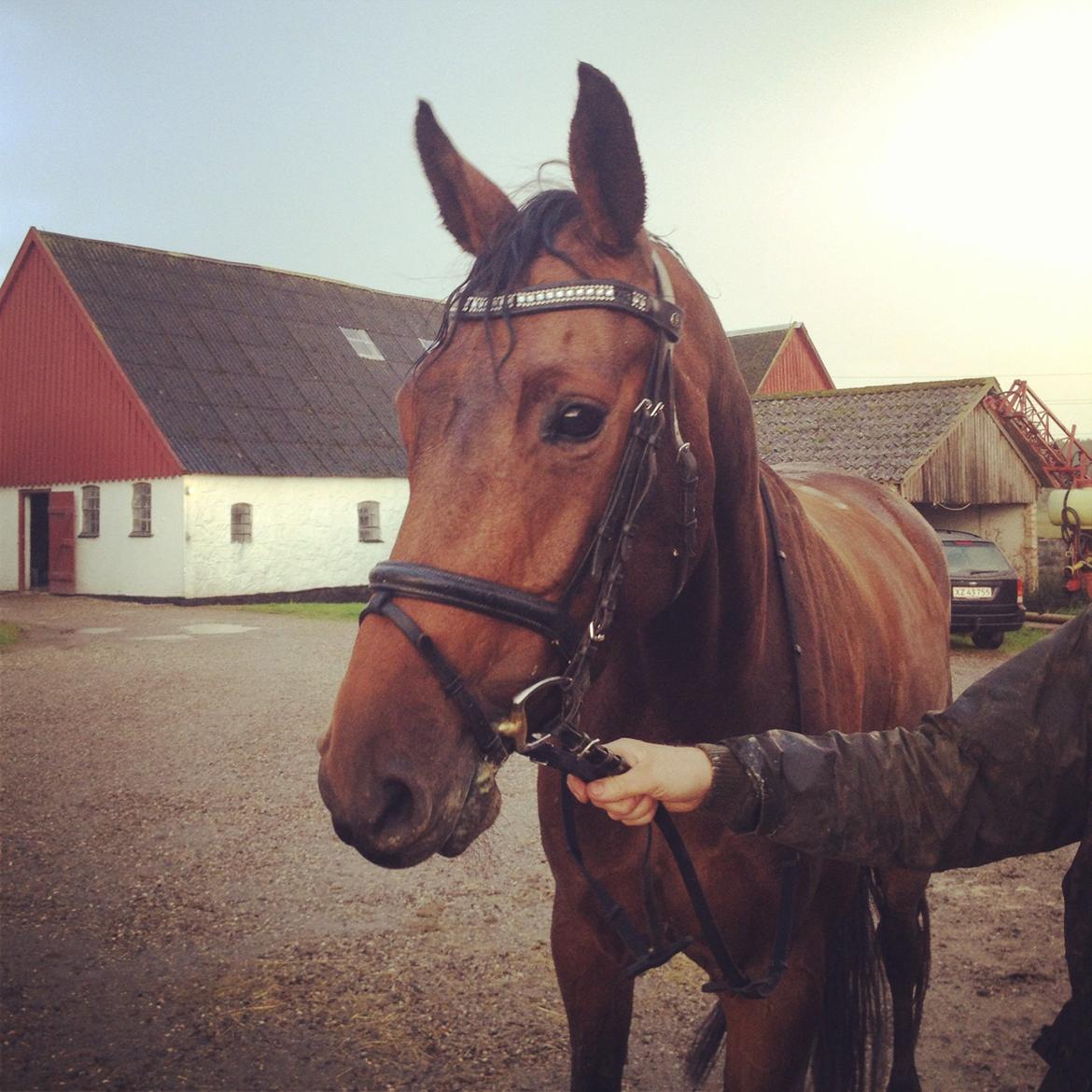 Holstener Aloa Lyngriis billede 6