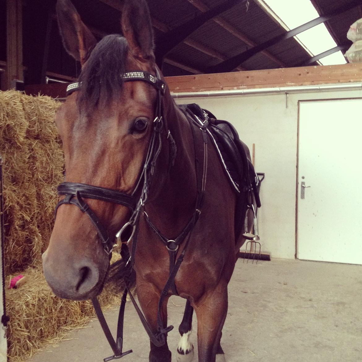 Holstener Aloa Lyngriis billede 4