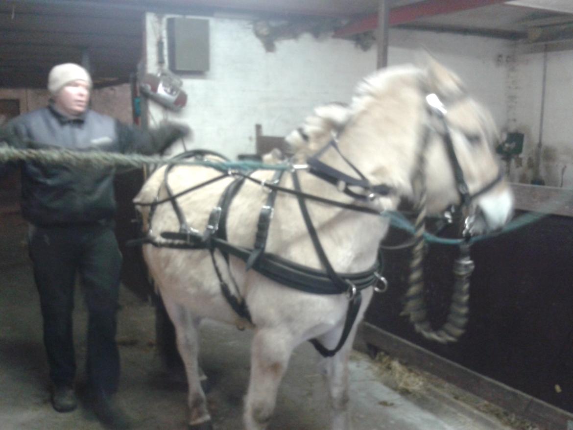 Fjordhest Rimbo Møldrup - Så er vi klar til for første gang at have noget bagefter. billede 4