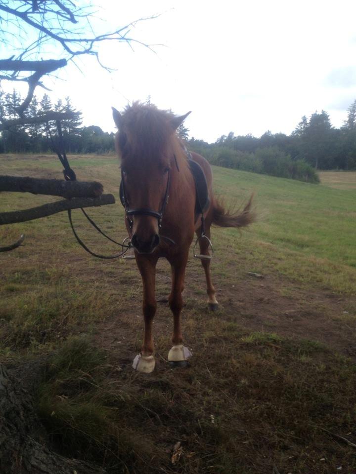 Islænder Fleygur frá Litlu-Sandvík (Flyve) - På tur i Thise. billede 1