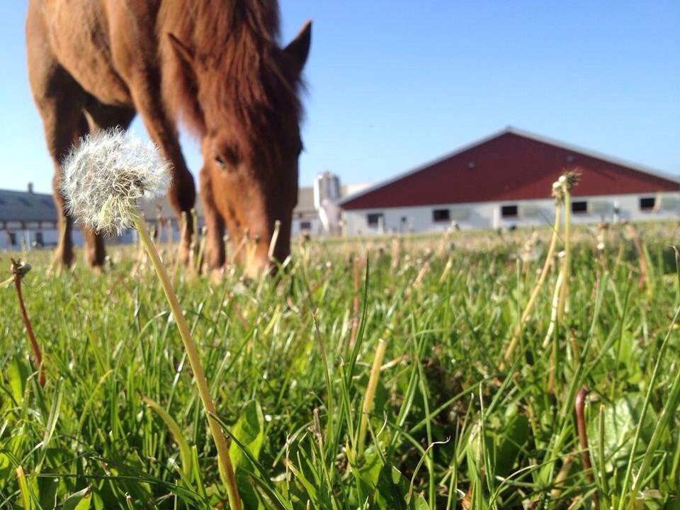 Islænder Fleygur frá Litlu-Sandvík (Flyve) - Hygge på ovalbanen. billede 2