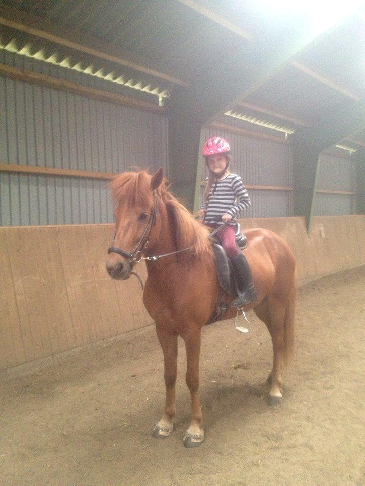 Islænder Fleygur frá Litlu-Sandvík (Flyve) - Søde Flyve kan rides af alle. billede 3