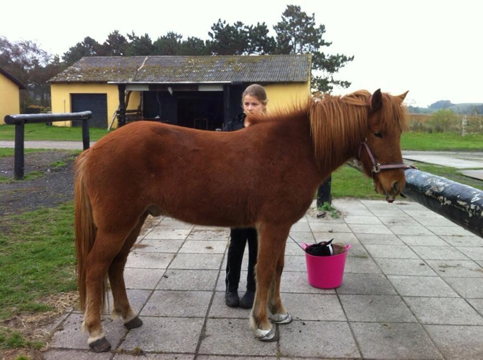 Islænder Fleygur frá Litlu-Sandvík (Flyve) billede 4