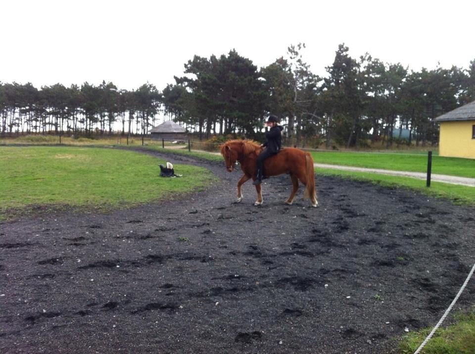 Islænder Fleygur frá Litlu-Sandvík (Flyve) billede 5