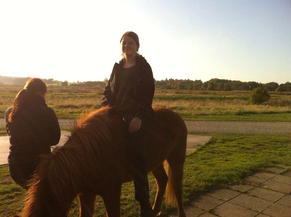 Islænder Fleygur frá Litlu-Sandvík (Flyve) billede 6