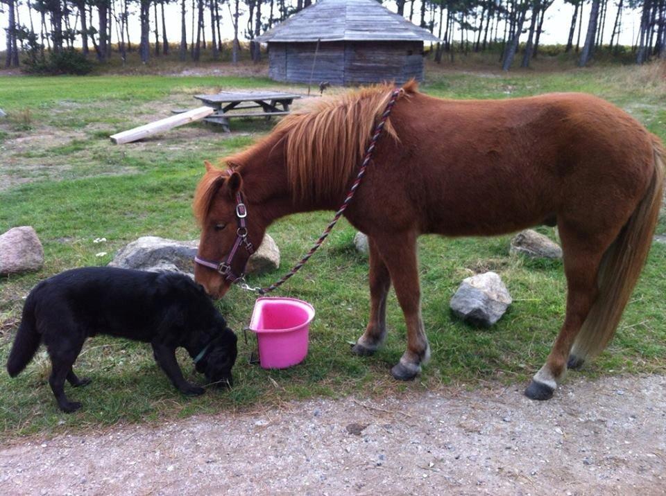 Islænder Fleygur frá Litlu-Sandvík (Flyve) - Flyve og hunden Oliver. billede 7