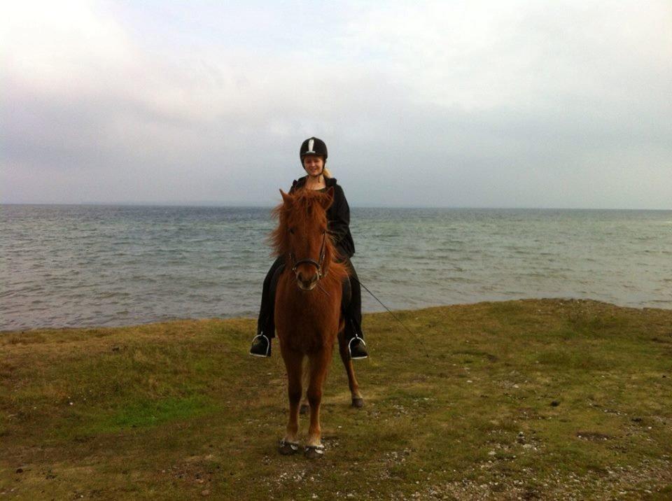 Islænder Fleygur frá Litlu-Sandvík (Flyve) - Vi poserer lige lidt. billede 8