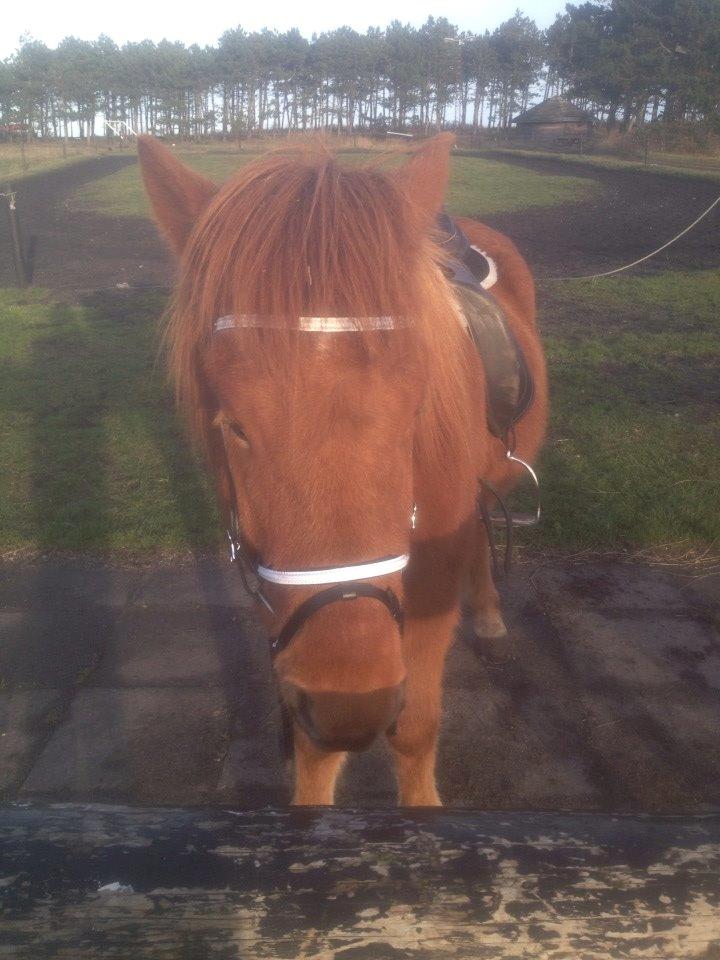 Islænder Fleygur frá Litlu-Sandvík (Flyve) billede 9