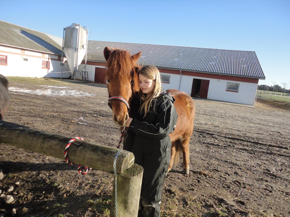Islænder Fleygur frá Litlu-Sandvík (Flyve) billede 10