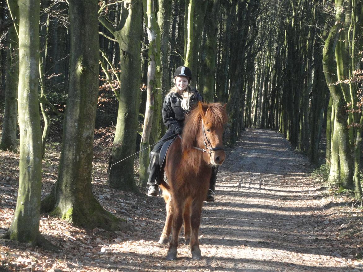 Islænder Fleygur frá Litlu-Sandvík (Flyve) billede 11