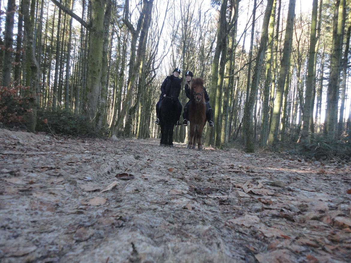 Islænder Fleygur frá Litlu-Sandvík (Flyve) - Flyve og halvbror Blær. billede 12