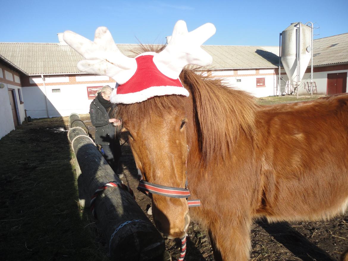 Islænder Fleygur frá Litlu-Sandvík (Flyve) - Julehygge. billede 13
