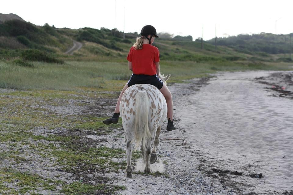 Knabstrupper Bailey - Tak fordi du kiggede forbi :) -2013 billede 19