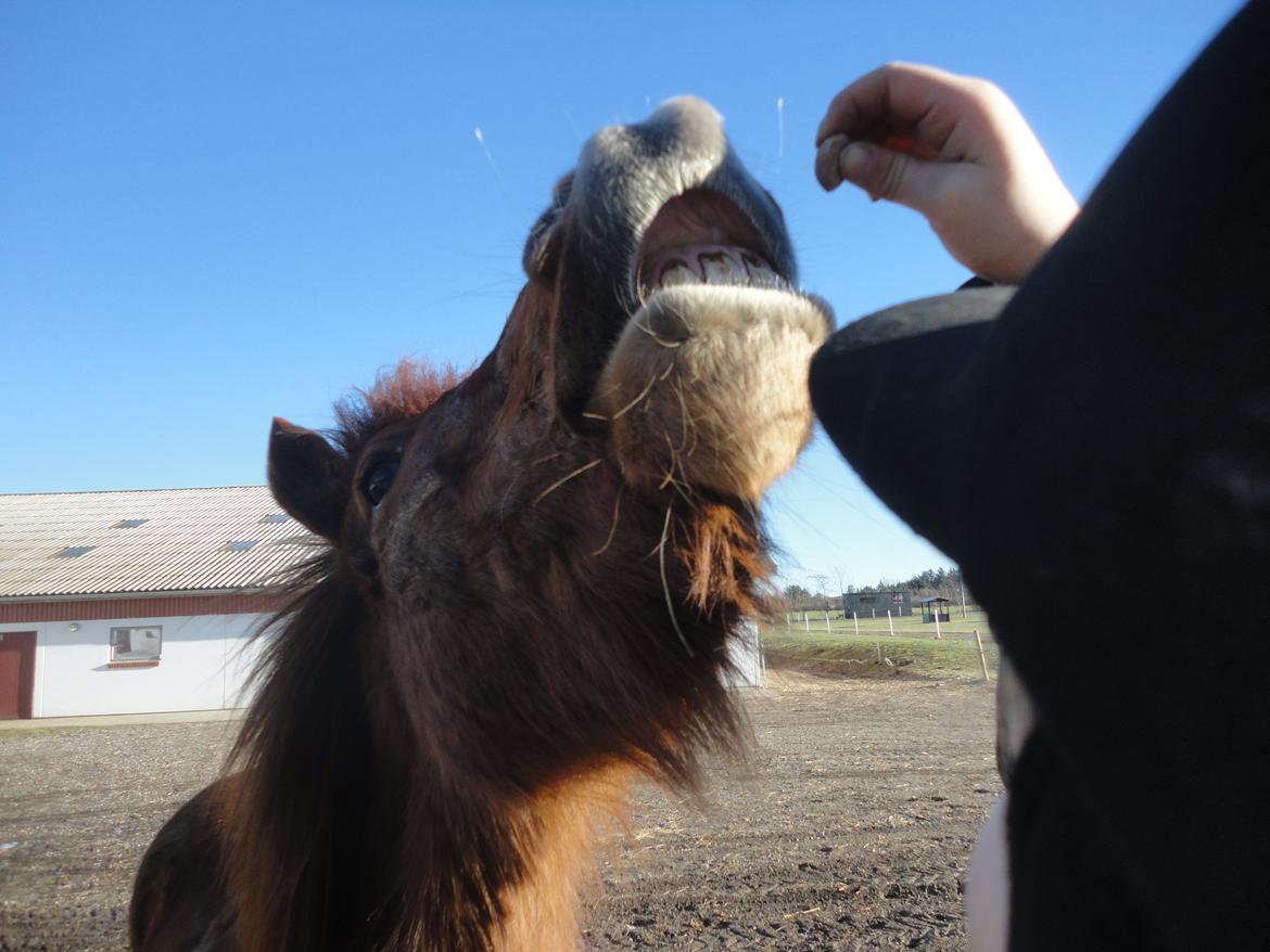 Islænder Fleygur frá Litlu-Sandvík (Flyve) - Smiiiil Flyve. billede 14
