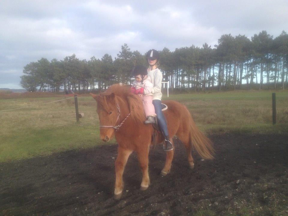 Islænder Fleygur frá Litlu-Sandvík (Flyve) - Verdens bedste Flyve <3 billede 15