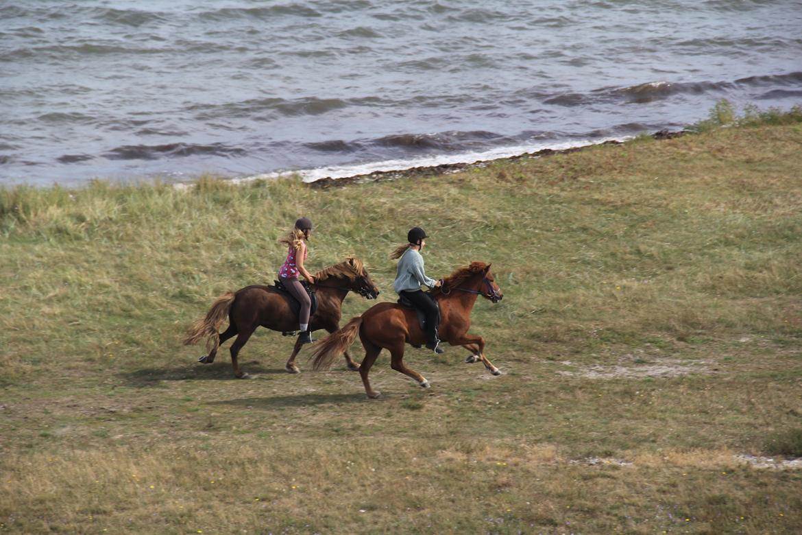 Islænder Fleygur frá Litlu-Sandvík (Flyve) - Fuld fart på Draget! billede 16