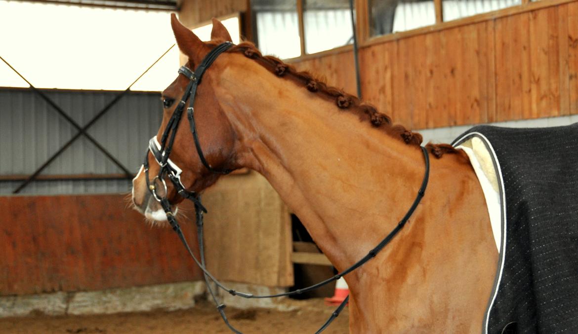 Dansk Varmblod De noli billede 9