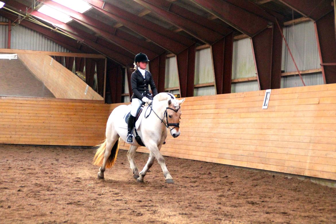 Fjordhest Atlet Bjergby - Første senior stævne - Debut i LB1 - 25/1 2014 billede 29