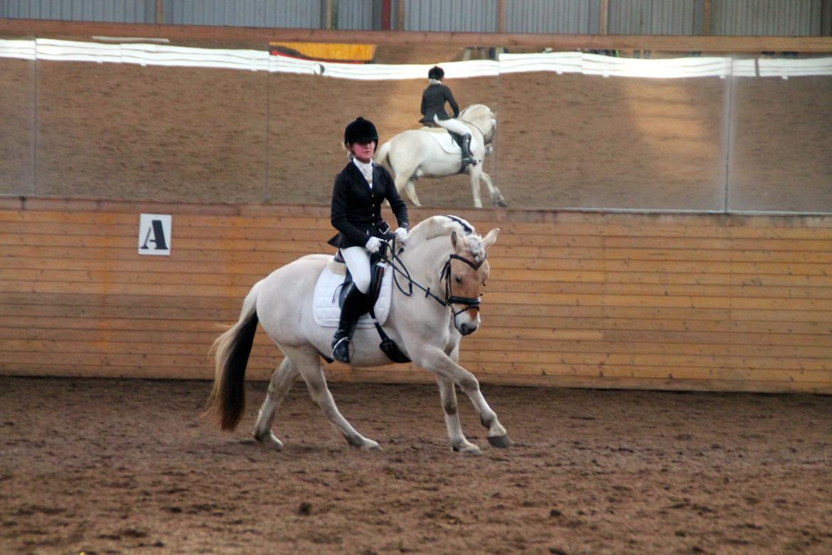 Fjordhest Atlet Bjergby - Første senior stævne - Debut i LB1 - 25/1 2014 billede 19