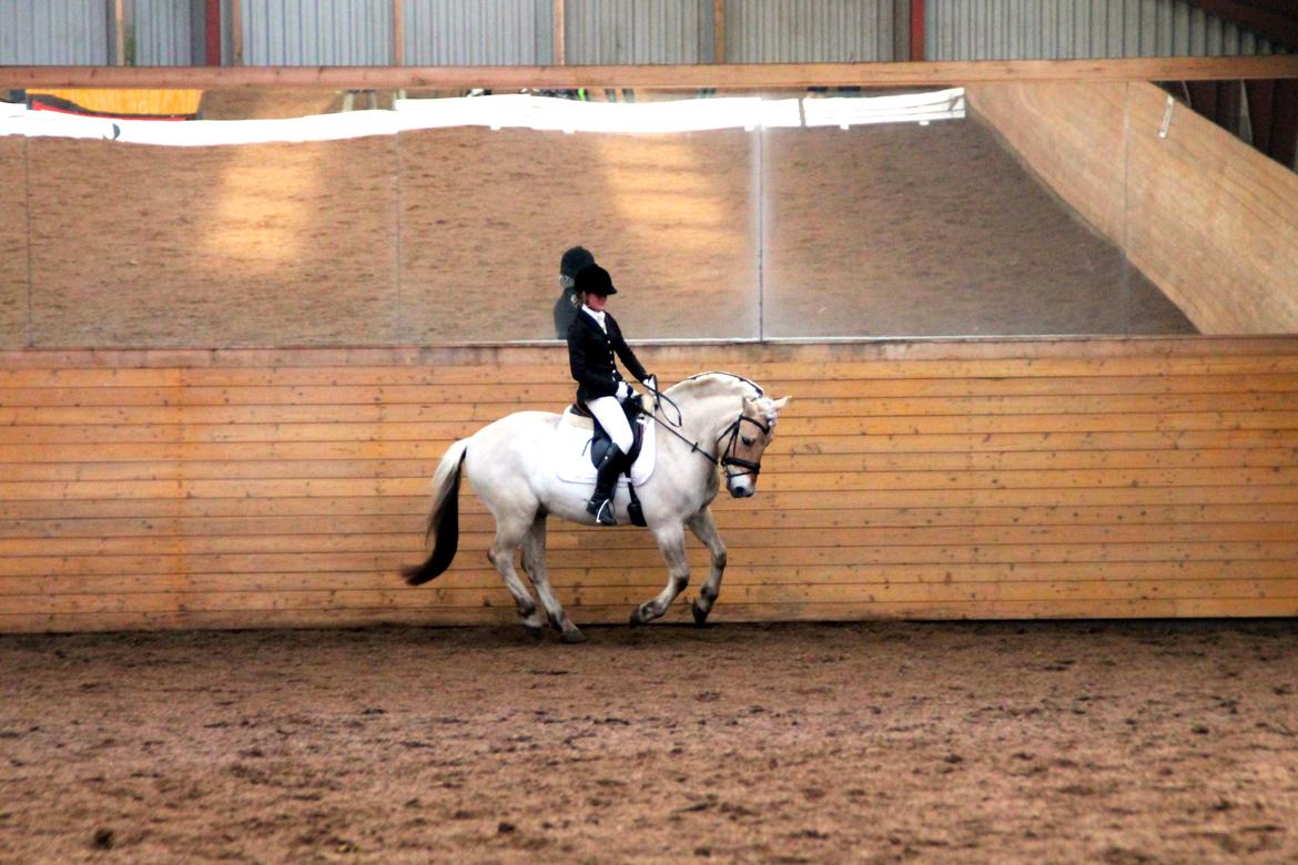 Fjordhest Atlet Bjergby - Første senior stævne - Debut i LB1 - 25/1 2014 billede 22