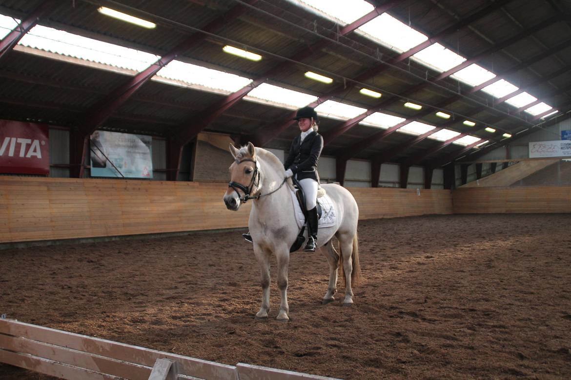 Fjordhest Atlet Bjergby - Første stævne som senior - Debut i LB1 - 25/1 2014, Thurø Rideklub billede 38