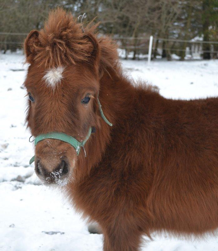 Miniature Rævhedegårds Elliot billede 18
