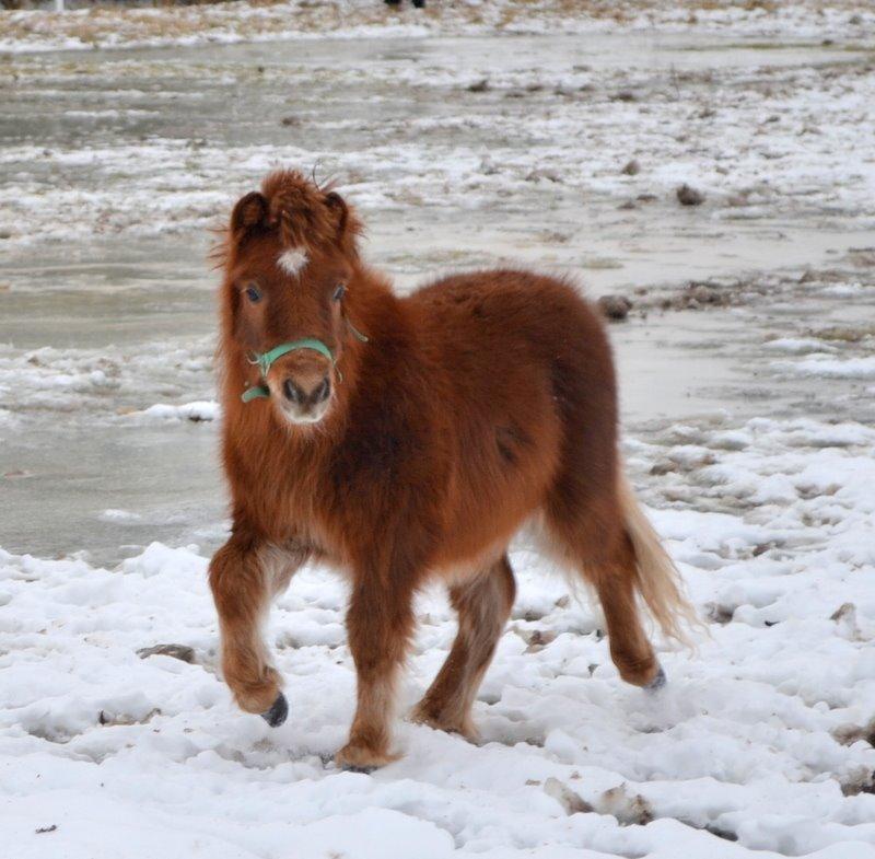 Miniature Rævhedegårds Elliot billede 19