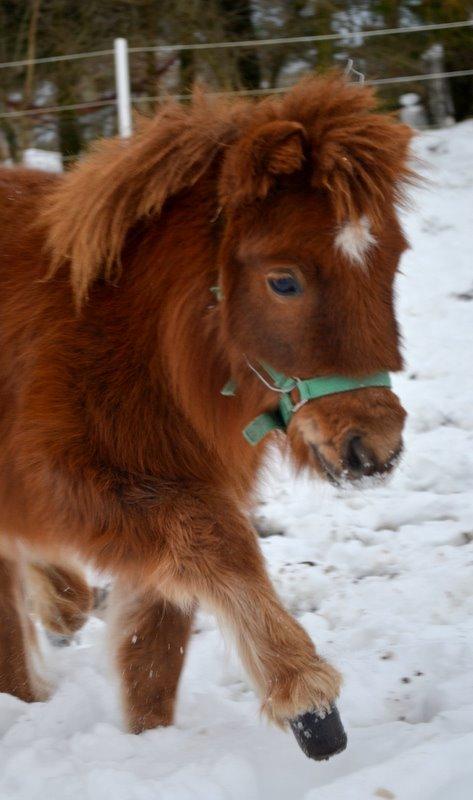 Miniature Rævhedegårds Elliot billede 20