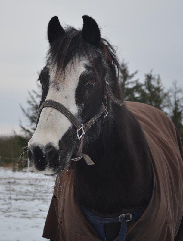 Anden særlig race Pondus billede 20