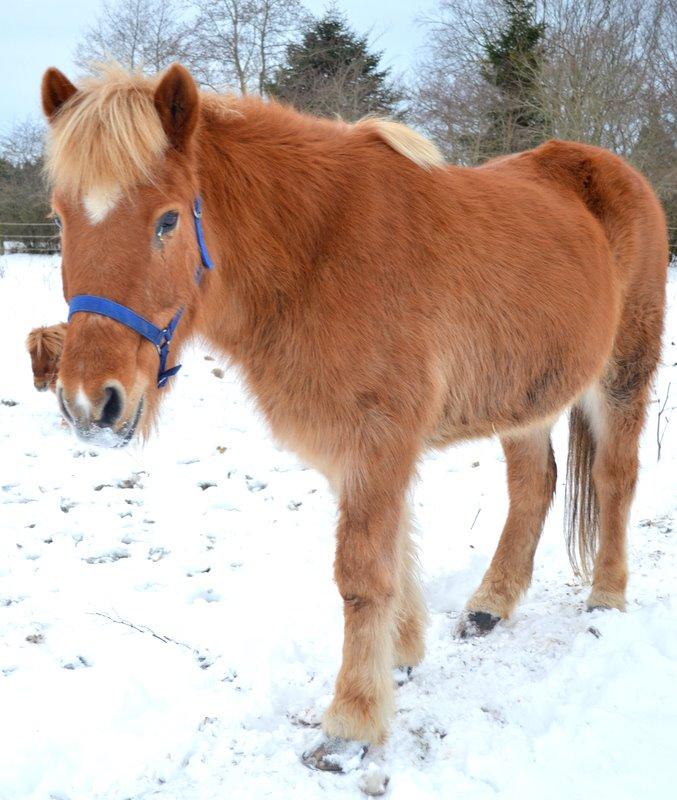 Islænder Glodis billede 14