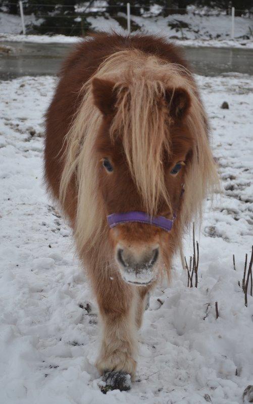 Miniature Serafina billede 19