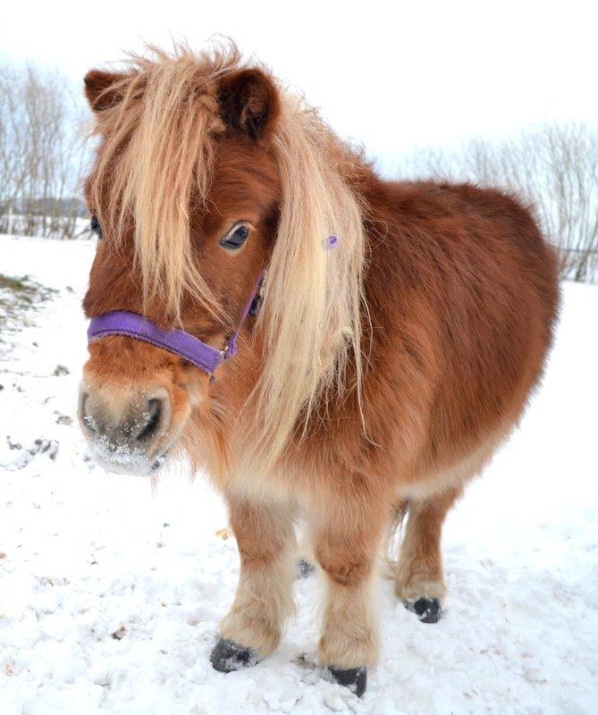 Miniature Serafina billede 20