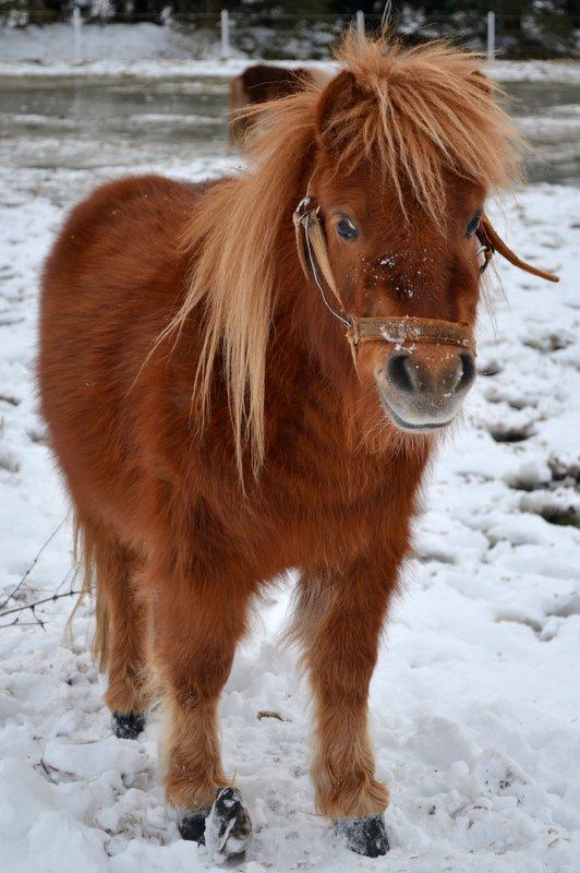 Miniature Laban billede 18